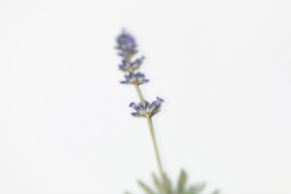 Appree Pressed Flower Stickers - Lavender | Flywheel | Stationery | Tasmania