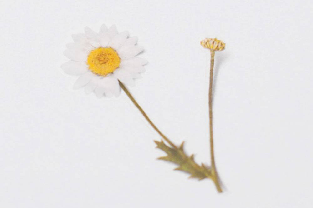 Appree Pressed Flower Stickers - Marguerite | Flywheel | Stationery | Tasmania