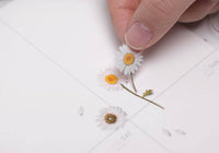 Appree Pressed Flower Stickers - Marguerite