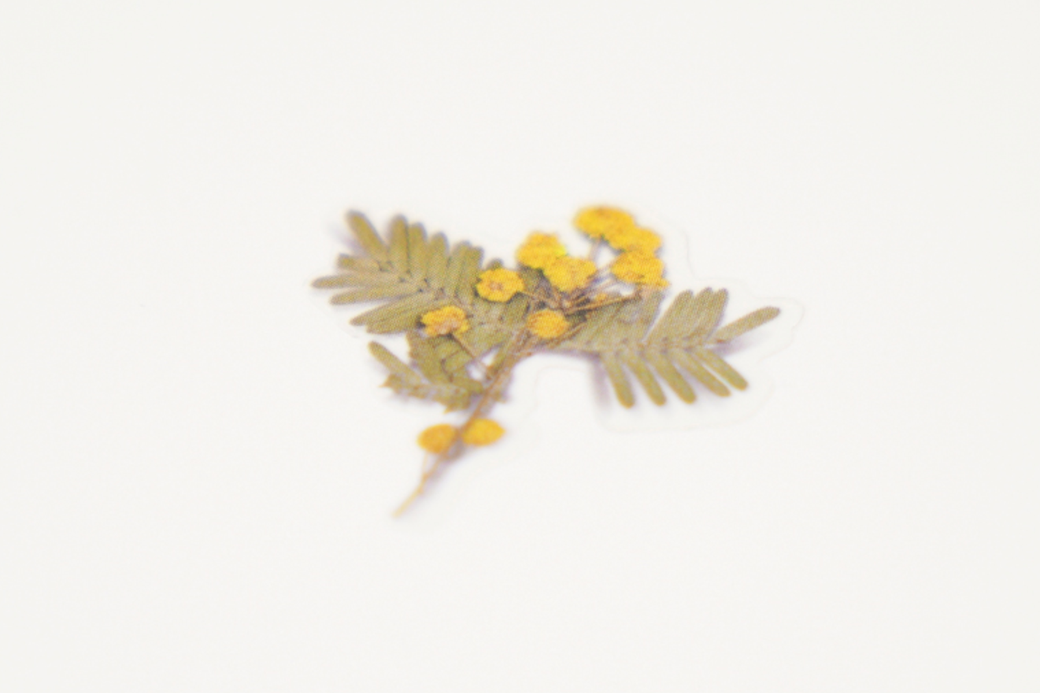Appree Pressed Flower Stickers - Mimosa | Flywheel | Stationery | Tasmania