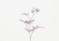 Appree Pressed Flower Stickers - Misty Blue
