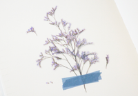 Appree Pressed Flower Stickers - Misty Blue