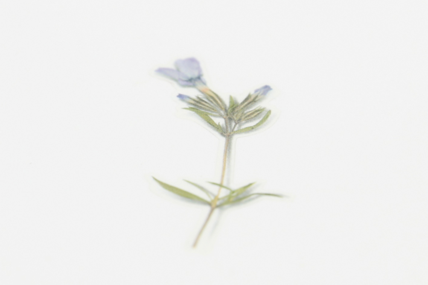 Appree Pressed Flower Stickers - Moss Phlox | Flywheel | Stationery | Tasmania