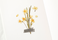 Appree Pressed Flower Stickers - Narcissus