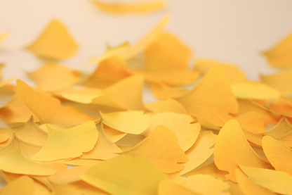 Appree Sticky Leaf Memo Notes - Ginkgo | Flywheel | Stationery | Tasmania