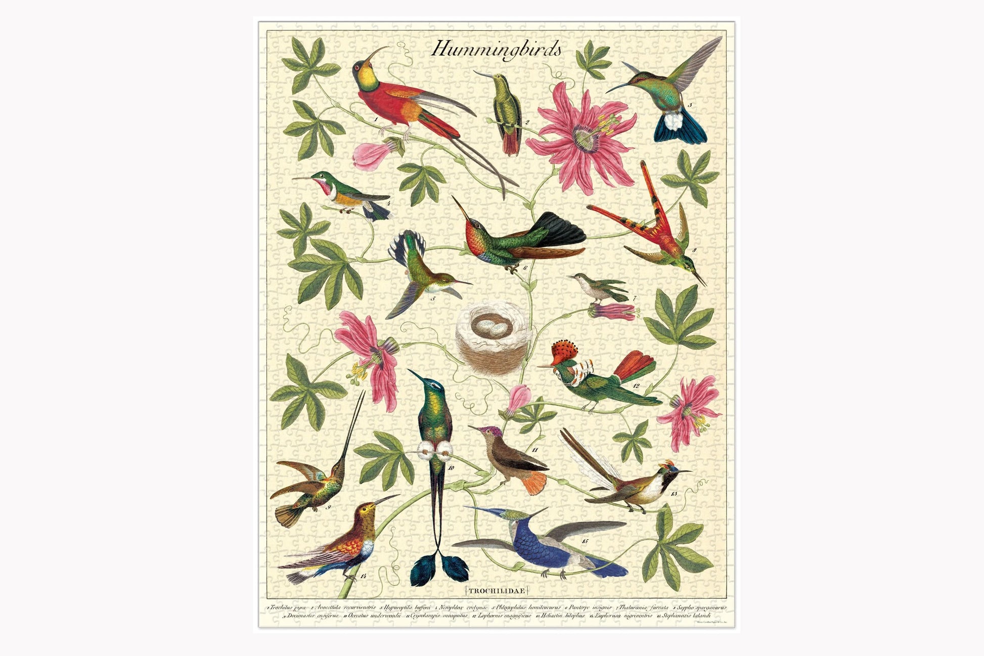 Cavallini 1000 Piece Puzzle - Hummingbirds | Flywheel | Stationery | Tasmania