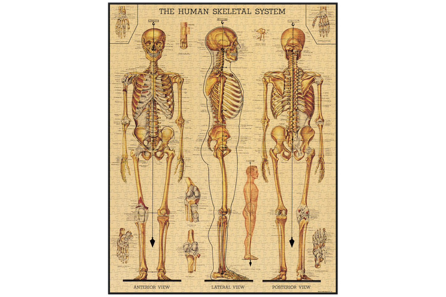 Cavallini 1000 Piece Puzzle - Skeletal System | Flywheel | Stationery | Tasmania