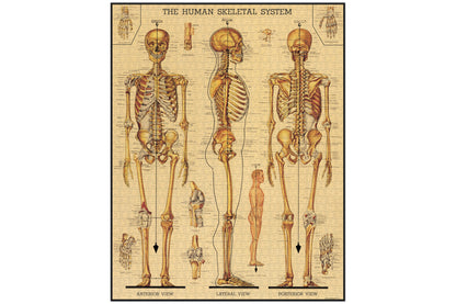 Cavallini 1000 Piece Puzzle - Skeletal System | Flywheel | Stationery | Tasmania