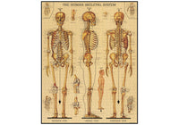Cavallini 1000 Piece Puzzle - Skeletal System