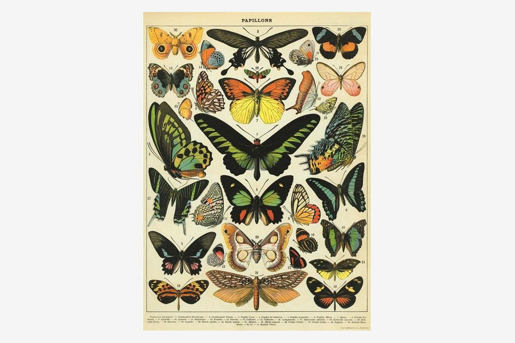 Cavallini Gift Wrap - Butterflies | Flywheel | Stationery | Tasmania