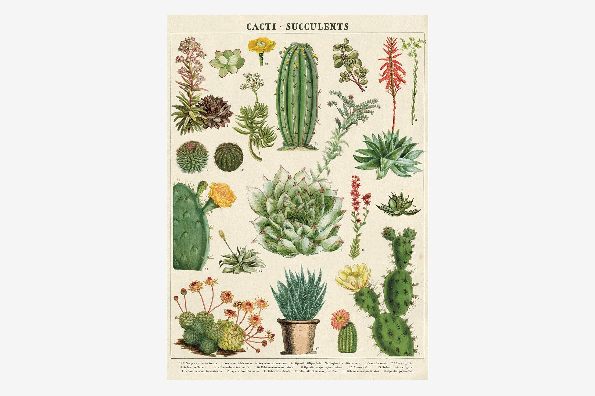 Cavallini Gift Wrap - Cacti and Succulents