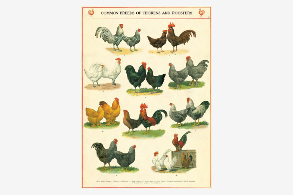 Cavallini Poster - Chickens & Roosters | Flywheel | Stationery | Tasmania