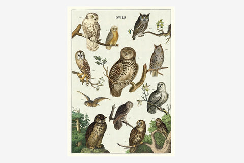 Cavallini Gift Wrap - Owl Chart