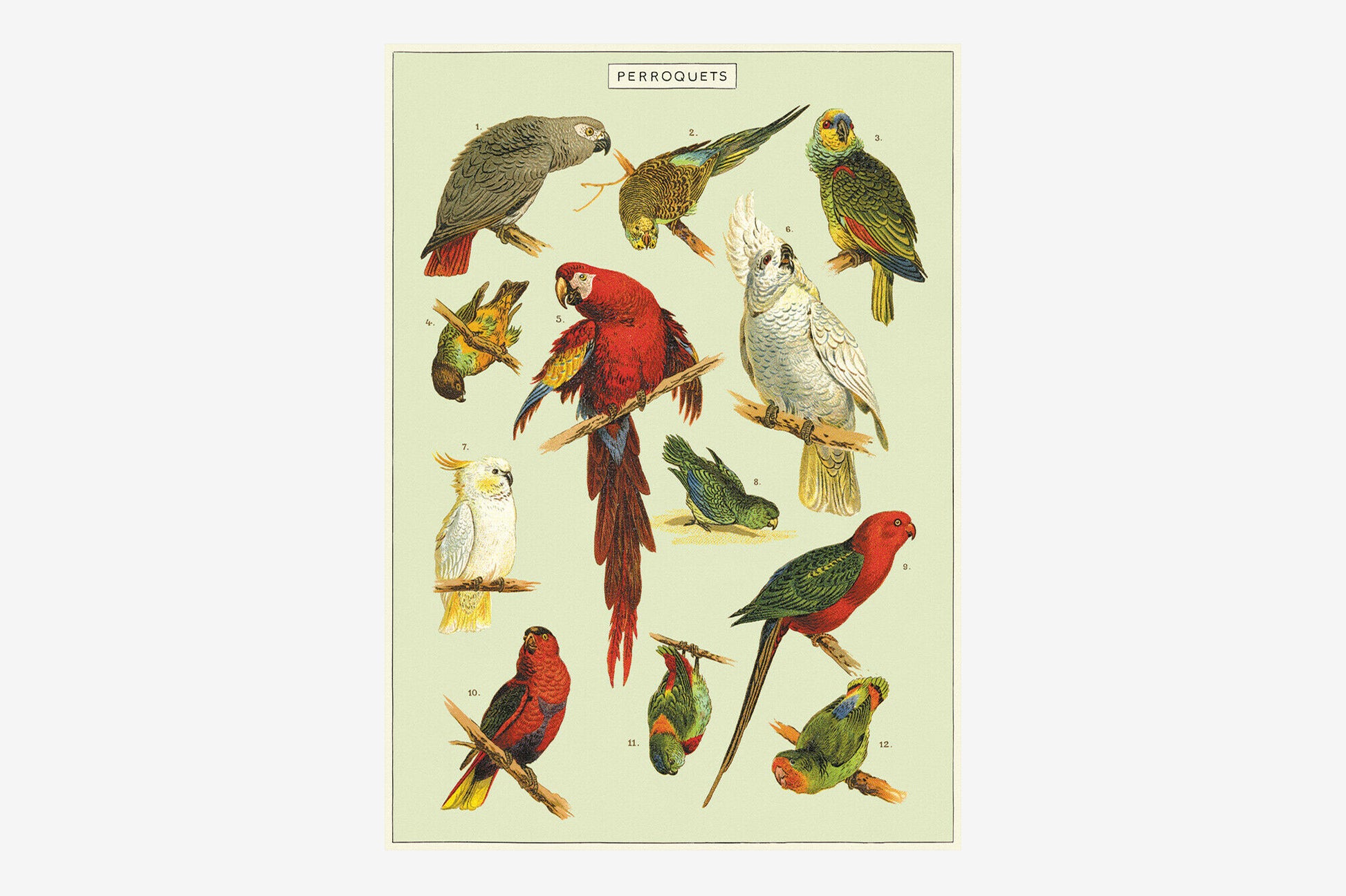 Cavallini Poster - Parrots | Flywheel | Stationery | Tasmania