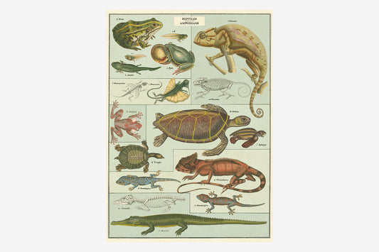 Cavallini Poster - Reptiles & Amphibians | Flywheel | Stationery | Tasmania