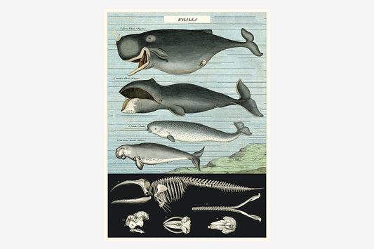 Cavallini Poster - Whale Chart | Flywheel | Stationery | Tasmania