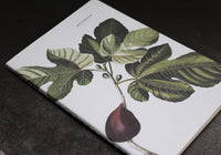 Father Rabbit Notebook - Fig