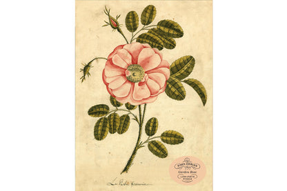 John Derian 1000 Piece Puzzle - Garden Rose | Flywheel | Stationery | Tasmania