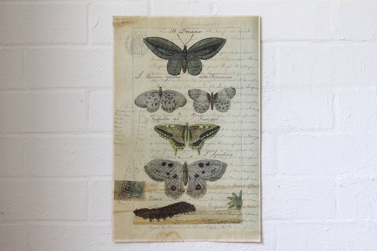 Monahan Poster - Butterflies with Caterpillar | Flywheel | Stationery | Tasmania