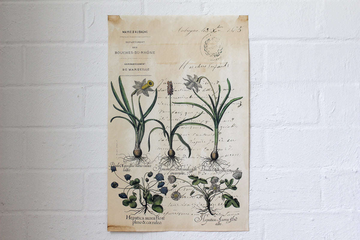 Monahan Poster - Daffodils | Flywheel | Stationery | Tasmania