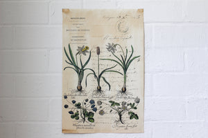 Monahan Poster - Daffodils