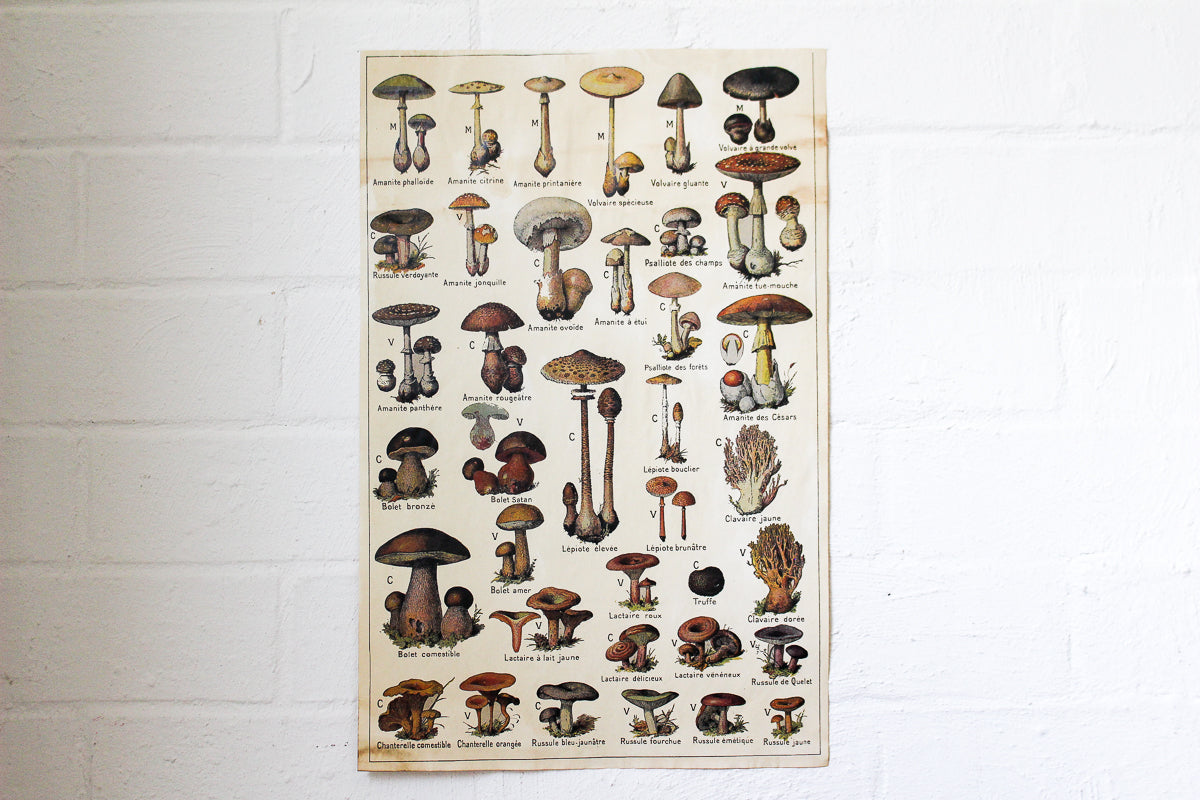 Monahan Poster - Fungi | Flywheel | Stationery | Tasmania