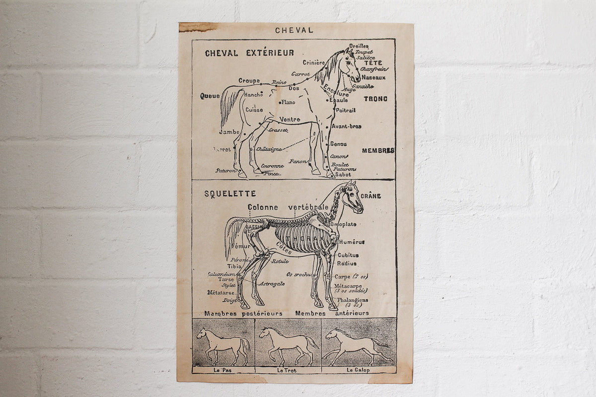 Monahan Poster - Horse Skeleton | Flywheel | Stationery | Tasmania