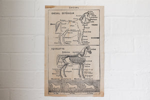 Monahan Poster - Horse Skeleton