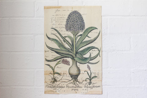 Monahan Poster - Hyacinth