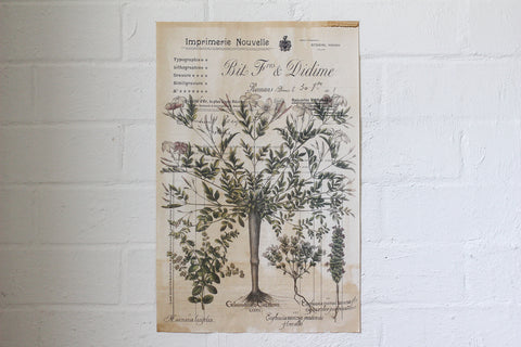 Monahan Poster - Imprimerie Nouvelle Botanical