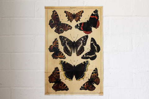Monahan Poster - Orange & Black Butterflies