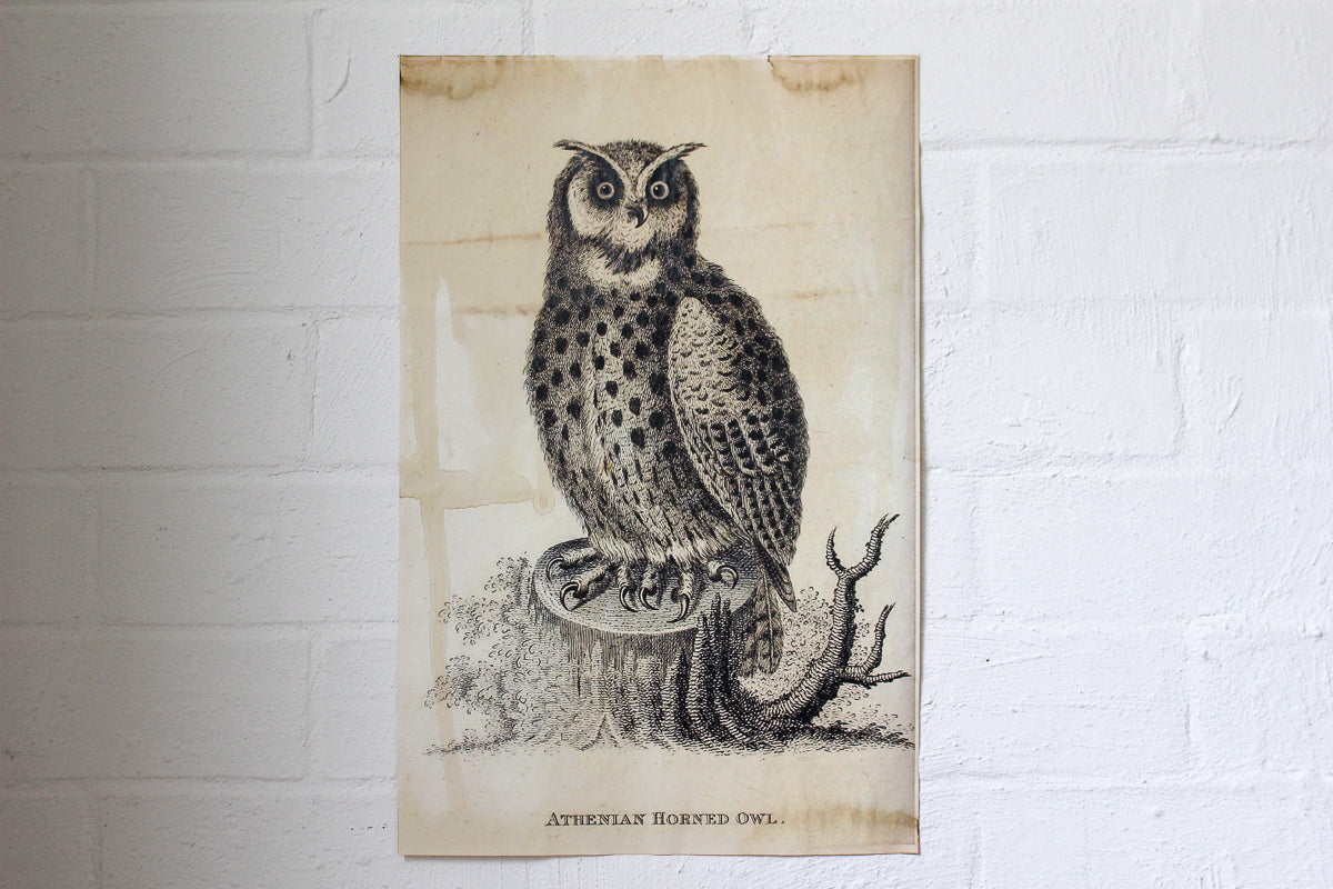 Monahan Poster - Owl | Flywheel | Stationery | Tasmania