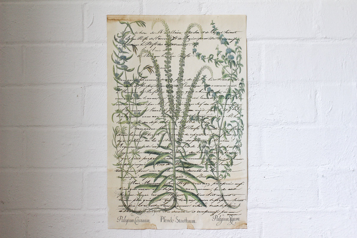 Monahan Poster - Pfeudo Struthium Botanical | Flywheel | Stationery | Tasmania