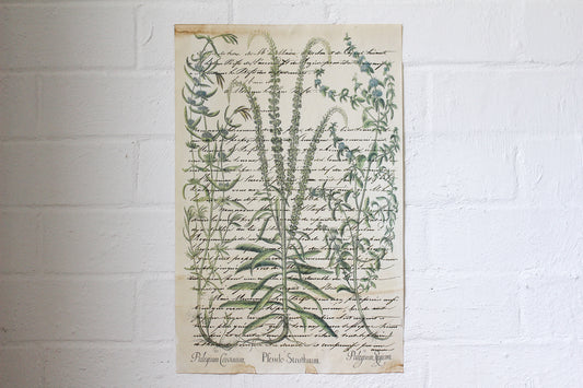 Monahan Poster - Pfeudo Struthium Botanical | Flywheel | Stationery | Tasmania