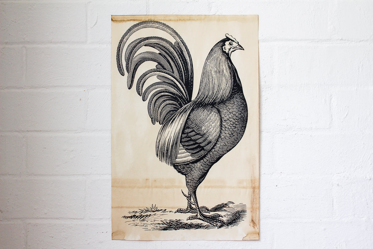 Monahan Poster - Rooster | Flywheel | Stationery | Tasmania