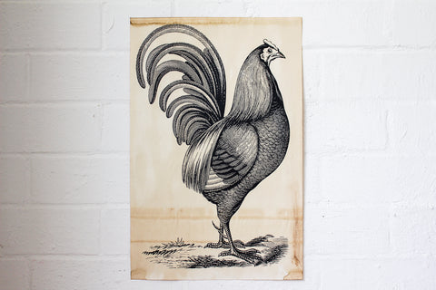 Monahan Poster - Rooster
