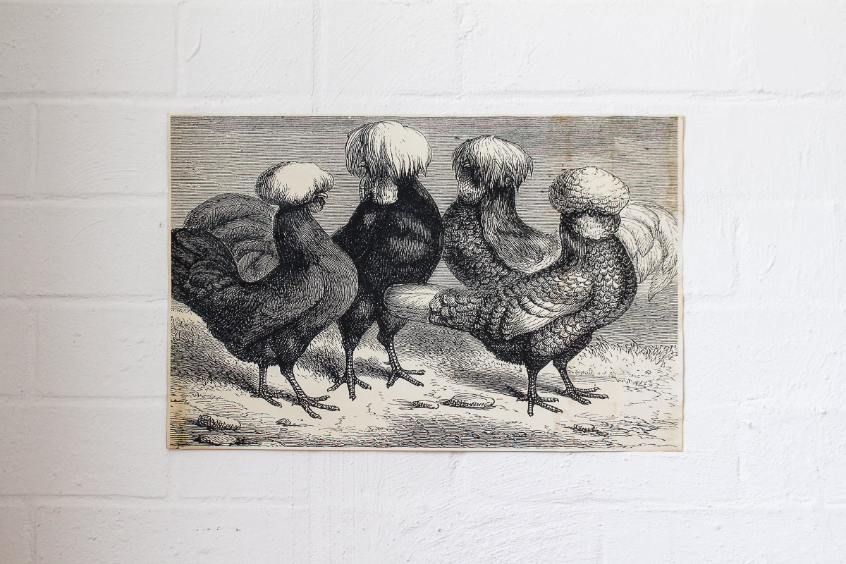 Monahan Poster - Chickens | Flywheel | Stationery | Tasmania