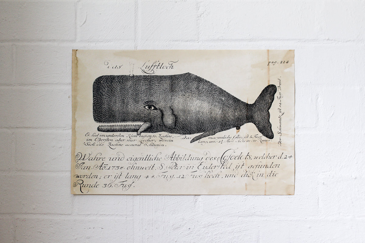 Monahan Poster - Whale | Flywheel | Stationery | Tasmania
