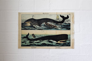 Monahan Poster - Whales | Flywheel | Stationery | Tasmania