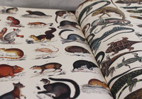 Pepin Press Gift & Creative Papers Book - Fauna